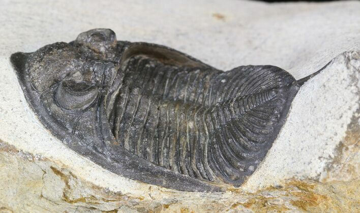 Zlichovaspis Trilobite - Long Tail Spine #44515